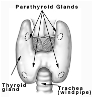 India Thyroid Surgery, India Thyroidectomy Cancer, India Thyroidectomy Surgery
