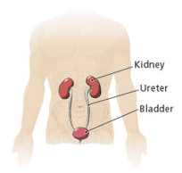 Cost Kidney Removal Surgery, Kidney Surgeon India, India Kidney Surgery, India Kidney Tumors