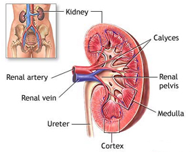 India Surgery Kidney, Kidney Surgeon India, Kidney Surgery, Kidney, India Kidney Tumors