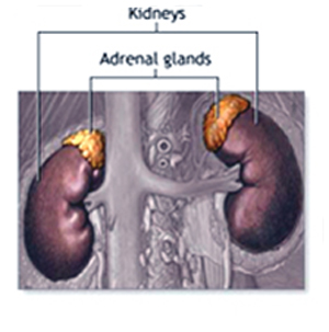 remove adrenal glands