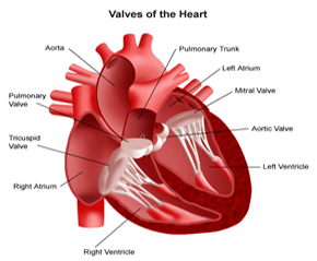 Heart Surgery  India, India Surgery Heart Transplant India, Best Price India Surgery Heart Transplant India