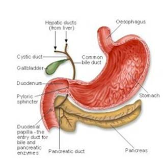 India Surgery Pancreatic Cancer, Cost Pancreatic Cancer, Pancreatic Cancer, Pancreatic Cancer