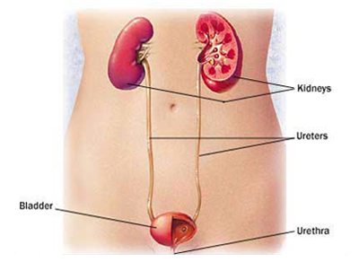 India Surgery Kidney Cancer, Cost Kidney Cancer, Renal Cell Carcinoma, Kidney Cancer