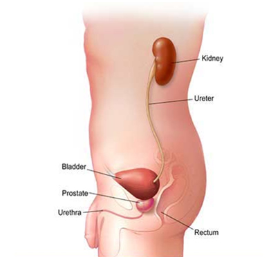 India Surgery Kidney Cancer, Renal Cell Carcinoma, India Surgery Kidney Cancer Treatment, India Surgery Kidney
