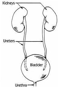 India Surgery Urethrotomy, Cost Internal Urethrotomy, Internal Urethrotomy