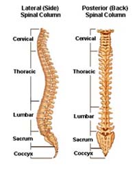 Back Pain Surgery India, Neck Pain, Spinal Pain, Back Strain, Spinal Stenosis